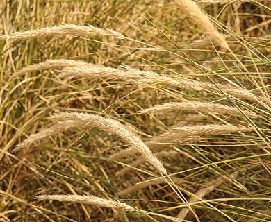 Calamagrostis arenaria