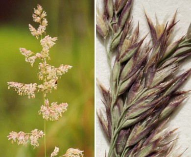 Calamagrostis canadensis