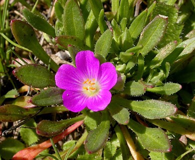 Calandrinia ciliata