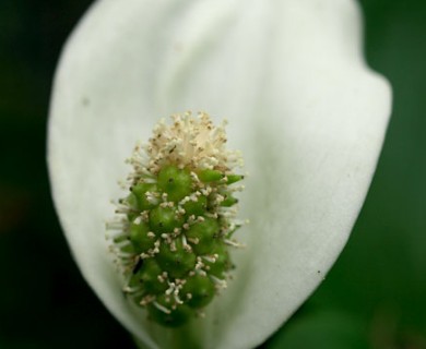 Calla palustris