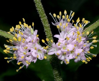 Callicarpa americana