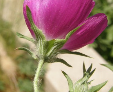 Callirhoe involucrata