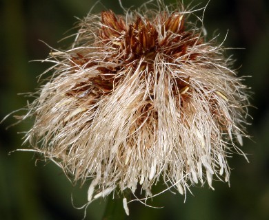 Calliscirpus criniger