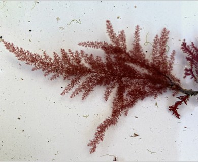 Callithamnion tetragonum