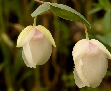 Calochortus albus