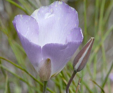 Calochortus flexuosus