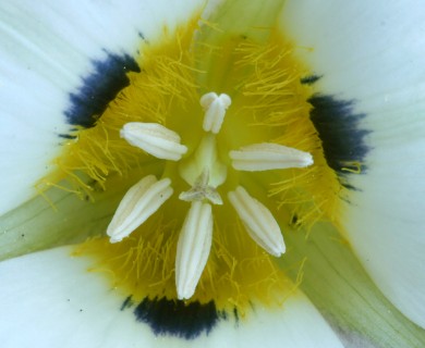 Calochortus leichtlinii