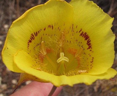 Calochortus luteus