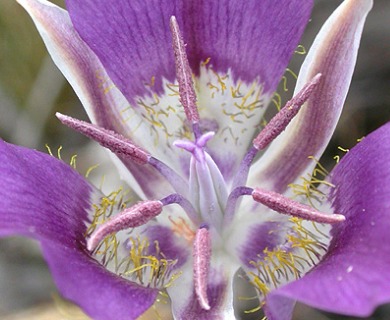 Calochortus macrocarpus