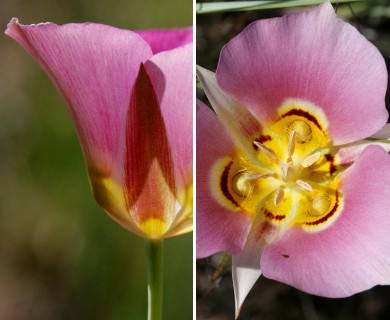 Calochortus nuttallii