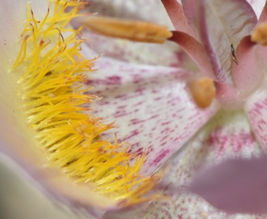 Calochortus persistens