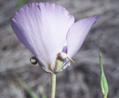 Calochortus splendens