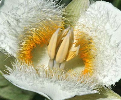 Calochortus subalpinus