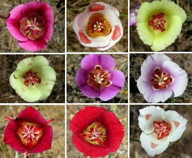 Calochortus venustus