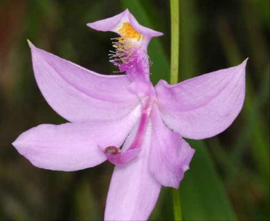 Calopogon tuberosus