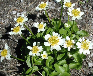 Caltha leptosepala