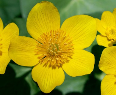 Caltha palustris