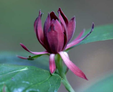 Calycanthus floridus