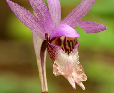 Calypso bulbosa