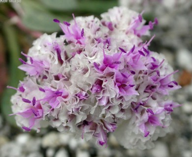 Calyptridium monospermum