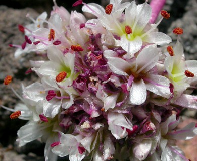 Calyptridium umbellatum