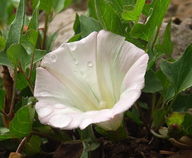 Calystegia atriplicifolia