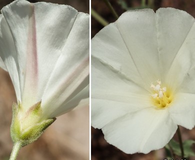 Calystegia macrostegia