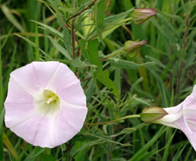 Calystegia sepium