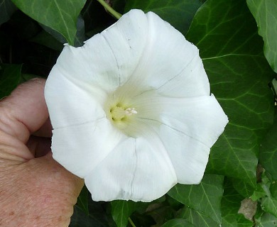 Calystegia silvatica