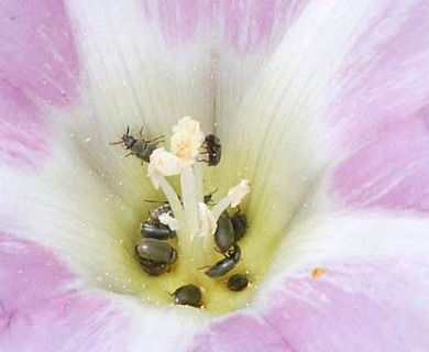 Calystegia soldanella