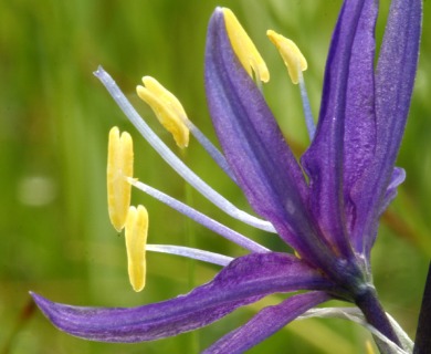 Camassia quamash