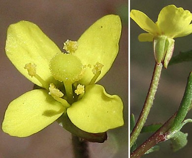 Camissonia strigulosa