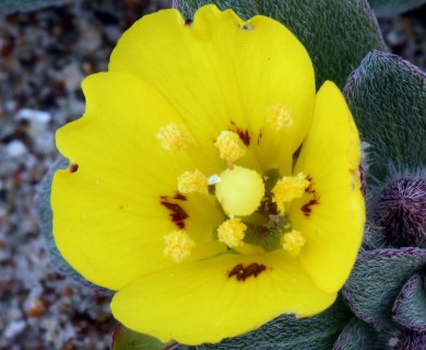 Camissoniopsis cheiranthifolia