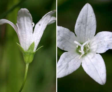 Campanula aparinoides