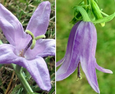 Campanula rapunculoides