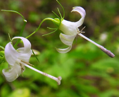 Campanula scouleri