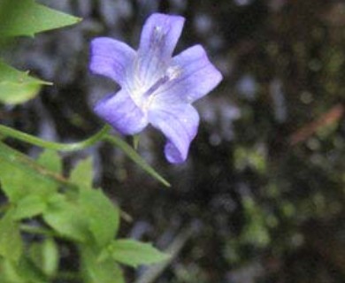 Campanula wilkinsiana