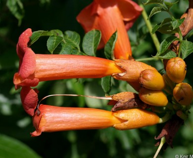 Campsis radicans