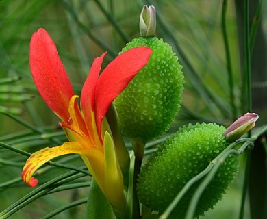 Canna indica