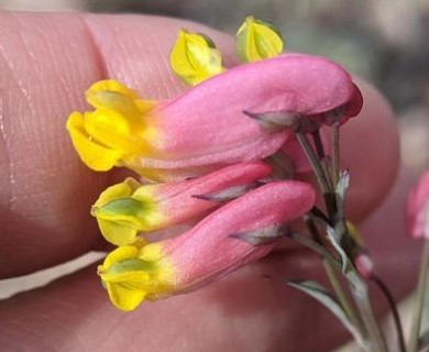 Capnoides sempervirens