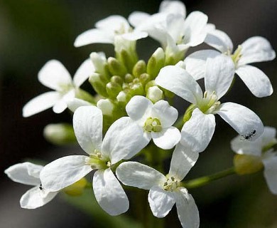 Cardamine bulbosa