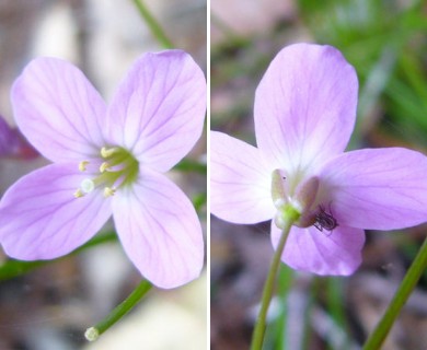 Cardamine californica