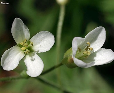 Cardamine concatenata