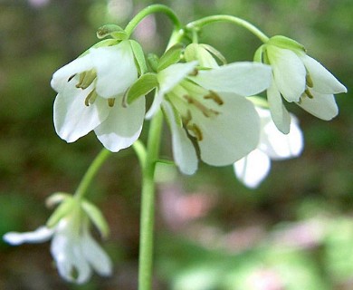 Cardamine diphylla