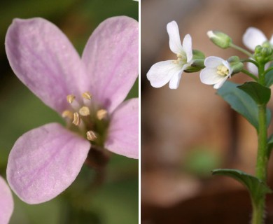 Cardamine douglassii