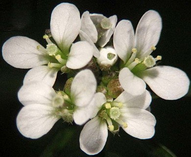 Cardamine hirsuta