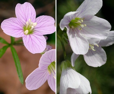 Cardamine nuttallii