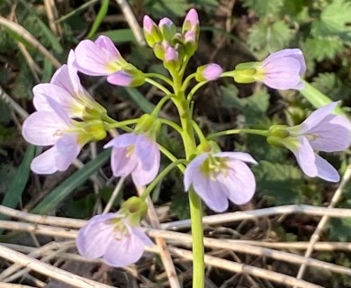 Cardamine pratensis