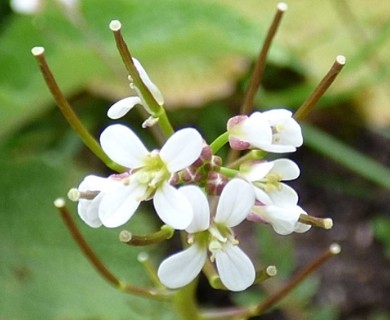 Cardamine umbellata