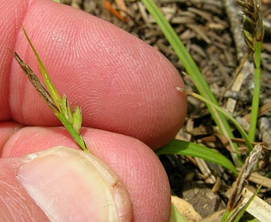 Carex brainerdii